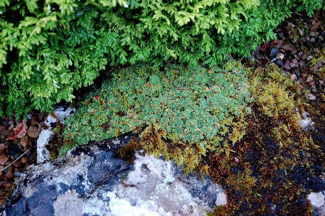 Saxifraga paniculata 'Minutifolia'